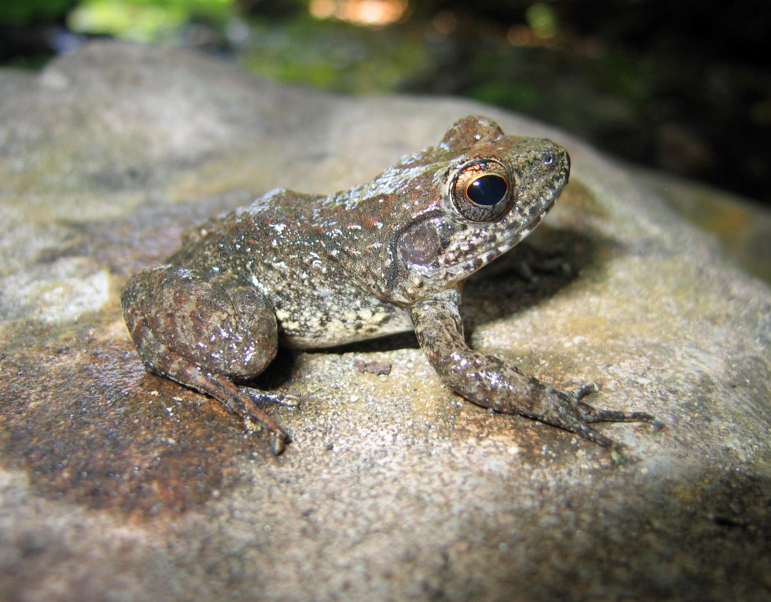 Mantidactylus bellyi